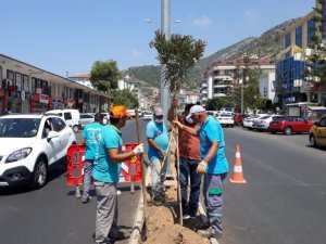 Yeni Prestij Caddesi’ne Zakkum ekildi