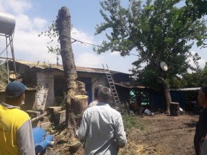 Yarım asırlık dut ağacı fırtınada evin üzerine devrildi