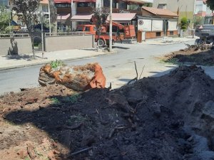 Dikili’de 80 yıllık okaliptüs ağaçları kesildi