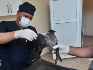 Elektrik akımına kapılan karga tedavi altına alındı