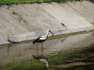 Leylek çıktığı avdan eli boş döndü