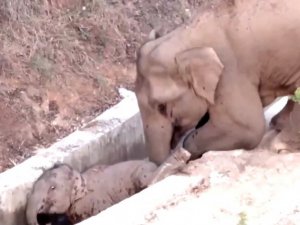 Çin’de su kanalına düşen yavru fili başka bir fil kurtardı