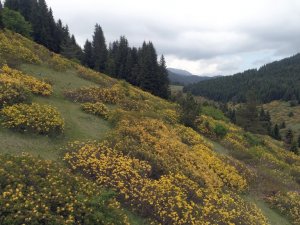 Orman gülleri yaylaların güzelliğini arttırdı