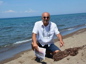 Marmara’da deniz salyası, İzmir’de Sargassum tehdidi