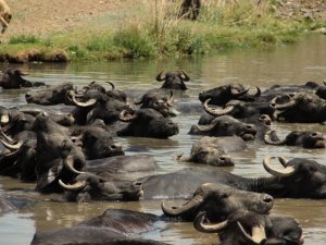 Erzurum’da mandaların keyifli göl banyosu
