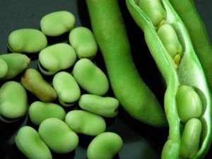 Taze baklanın faydaları saymakla bitmiyor