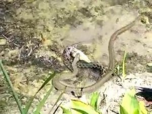 Göl kıyısında yılanların “balık” kapma kavgası