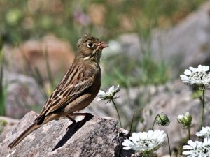 Hersek’te kuş türü 235’e çıktı