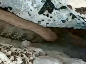 Bir tarafta zehirli yılanla konuşanlar, bir tarafta yılanı taşlayanlar