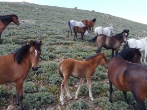 Yılkı atları tüm güzellikleriyle drone ile havadan görüntülendi