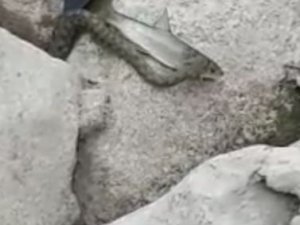 Yılanın balık avı görüntülendi