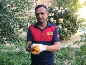 İki duvar arasına sıkışan minik kedi kurtarıldı