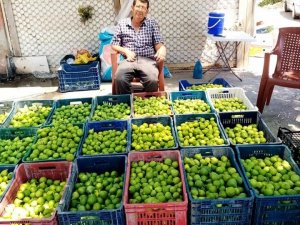 Aydın’da ’ilekleme’ dönemi devam ediyor