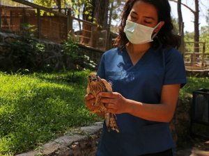 Mart ayından bu yana 120 hayvanın tedavisi yapıldı