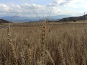 Nallıhan’da arpa ve buğday hasadı başladı