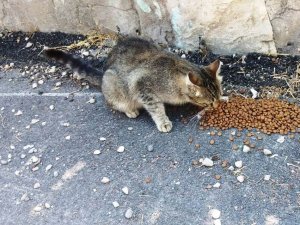 Safranbolu Belediyesi can dostlarını unutmuyor