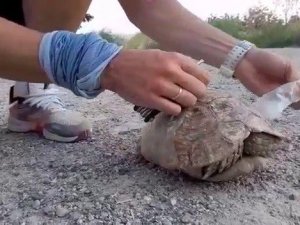 Siirt’te plastik şişeye sıkışan kaplumbağa vatandaşlar tarafından kurtarıldı