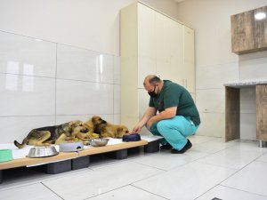 Avcılar’da zehirlenen yavru köpekler belediye ekiplerince kurtarıldı