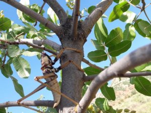 Siirt’te etçil çekirge görüldü