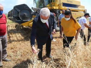 Başkan Atay’dan Karakılçık Buğdayı hasadı