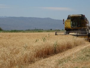 Germencik’in buğdayları, işçileri mutlu etti