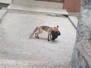 Aç kalan tilki şehre indi, avladığı tavuğu kaçırırken böyle görüntülendi