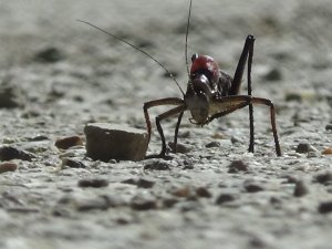 Dev çekirgeler bu kez Çatak’ta görüldü