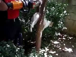 Kuyuya düşen, ağaca sıkışan kediler için itfaiye seferber oldu