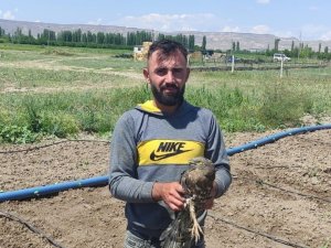 Yaralı Arı Şahin tedavi altına alındı