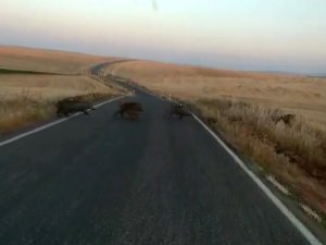 Adıyaman’da onlarca yaban domuzu görüntülendi