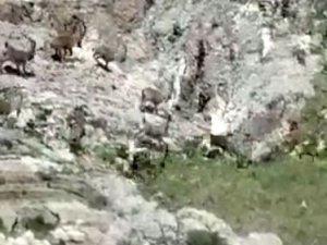 Tunceli’de çengel boynuzlu yaban keçi sürüsü görüntülendi