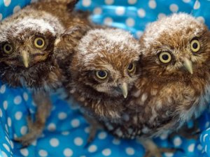 Yavru yaban hayvanları Çanakkale’de emin ellerde