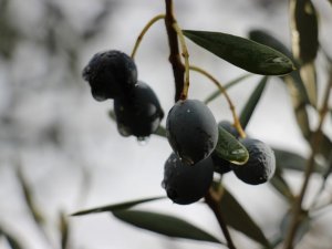 Efeler İlçe Tarım Müdürlüğü’nden ÇKS uyarısı