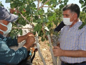 Antepfıstıklarına erkek aşı