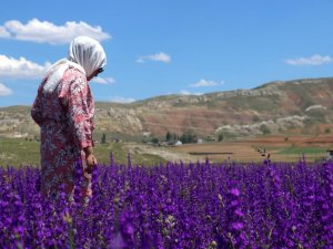 Mor çiçek tarlaları göz kamaştırıyor