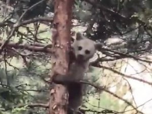 Artvin’de minik ayı yavrusunun ağaçtaki sinirli görüntüsü ve ağaçtan inişi cep telefonu kameralarına yansıdı