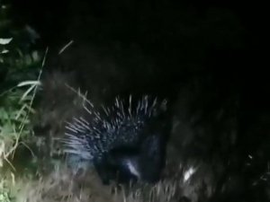 Bingöl’de nesli tükenme tehlikesinde olan “Oklu Kirpi” görüntülendi