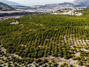 Manisa’da ’Sıfır Atık Projesi’ 6 bin ağacın kesilmesini önledi