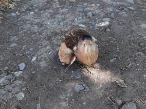 Balaban kuşu tedavi altına alındı