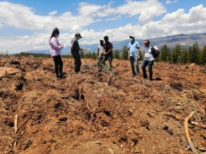 Mut’ta endüstriyel ağaçlandırma sahalarında toprak işleme çalışmaları başladı