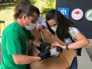 Yaralı kargaya ilk müdahaleyi yapıp elleriyle beslediler