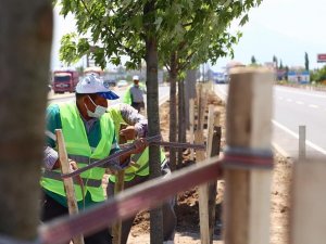 Aksaray’da E-90 Karayolu şeker akçe ağaçları ile donatılıyor