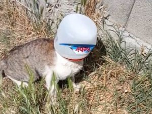 Kafasına kova sıkışan kediyi kurtarmak için seferber oldular