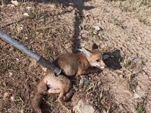 15 metrelik kuyuya düşen yavru tilki bakın nasıl kurtarıldı