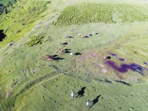Yılkı atları havadan görüntülendi