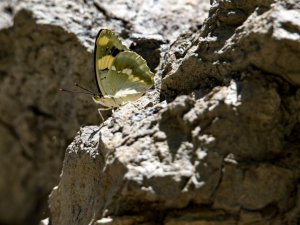 Van’daki vadiler rengarenk kelebeklere ev sahipliği yapıyor