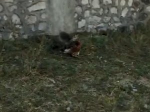 Vatandaşın, tavuğunu yiyen tilki ile diyaloğu güldürdü