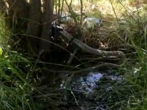 2 metrelik siyah yılanın, kendi boyundaki gri benekli yılanı yemesi saniye saniye telefona yansıdı