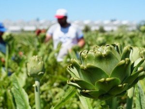 Enginarın faydaları saymakla bitmiyor