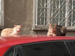 Kedilerin sabah güneşi keyfi